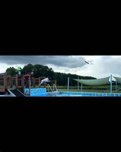 Little Bird Doggie can fly 🤎🤎#gspoftheday #fyp #germanshorthairedpointer #dockdiving #gsp @15100947