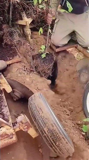 Planting process of tree saplings using specialized machines