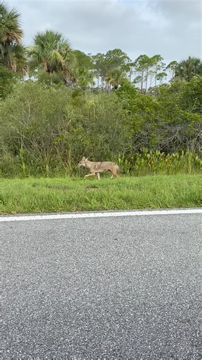 #WildlifeWednesday FUN FACTS ABOUT COYOTES: The word “coyote” comes from the Aztec word coyotl, meaning “trickster”. They inhabit all 67 counties in Florida and are opportunistic omnivores- eating small prey, rabbits, insects, eggs, and grasses. Coyotes are social animals and communicate through a variety of yips, barks, and howls. Breeding season is late January to March- when they can be more aggressive and territorial. | Merritt Island National Wildlife Refuge