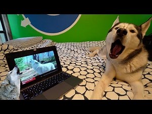 TRY NOT TO HOWL CHALLENGE - Will Husky Howl to Certain Noises?