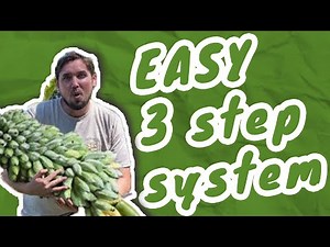 Growing Bananas in Florida is Easy (My Simple 3-Step System)