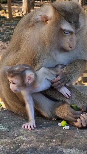 How mom Rose protect baby Rina by leg, Rina d-isturb mom eats | Monkey Care