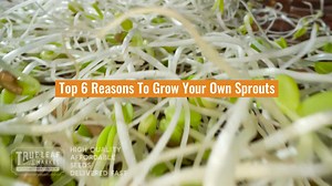 True Leaf Market is your Sprout Grower HQ - Home & Pro Growers ✔ Handy Pantry Brand Certified Organic Sprouting Seeds ✔ Non-GMO, Organic Seeds, Sprouters & Starter Kits ✔ Huge Selection - FREE Shipping ✔ Small Quantity to Bulk Wholesale ✔ Delicious - Healthy - Fun - Easy ✔ Grow Sprouts for Pennies Per Day | True Leaf Market | Facebook