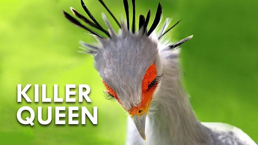 Secretary Birds: Killer Queens
