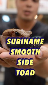 59 reactions · 4 comments | Suriname Smooth Side Toads are some of the oddest and cutest toads out there. Big eyes, chonky bodies, and a great appetite , it’s safe to say they’ve got it all. | LLLReptile & Supply | Facebook