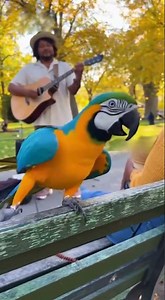 Blue and Gold Macaw Can't Stop Dancing to Street Music! #macaw #parrot #shorts #viralshorts