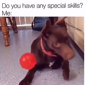 10/10 would hire this dog. Vid via Dogsbeingbasic | BARK