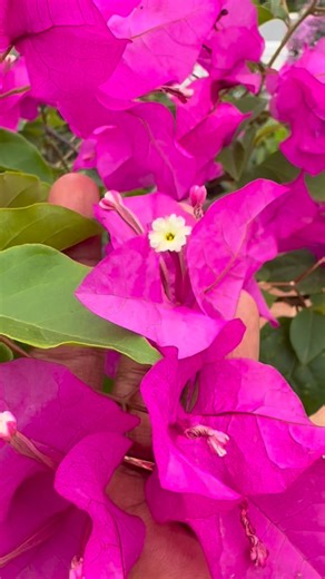 Tree Craft Bonsai on Reels | Facebook