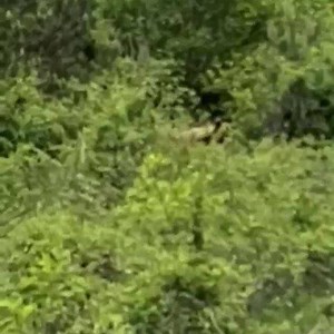 An unusual guest from Brezovica🐻 😊 | Brezovica.info