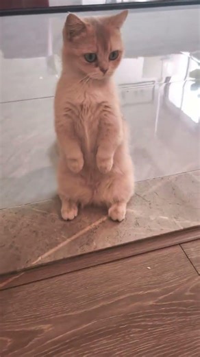 Cat's Odd Scratch Habit: Unraveling the Mystery