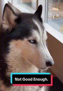 Stubborn Husky Refuses Breakfast, Wants Snacks