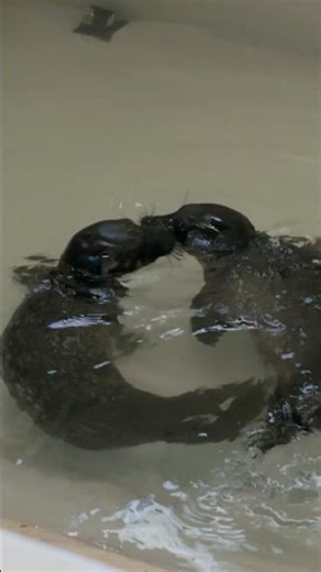 Seal Pups’ First Swim Ends in Cuteness #seal #wildlife #animaldocumentary