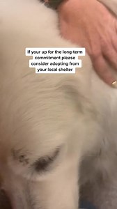 12K views · 843 reactions | She was adopted today ❤️ #dog #dogs #fyp #shelter #adopt #emotional | Judith Coleman | Facebook