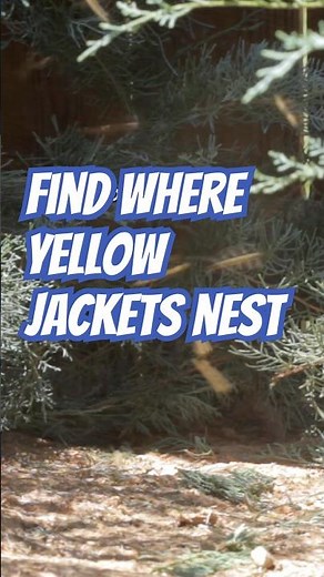 Where Yellow Jackets Hide (Don’t Miss This!) 🐝⚠️