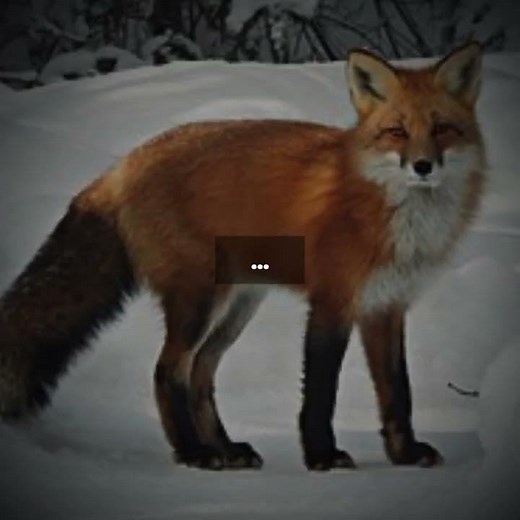 How I died.. (IN MY PAST LIFE!) #therian #therianthropy #theriotype #pastlife #redfox