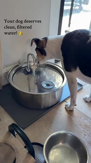 This is the only dog fountain that ticks ALL the boxes! 🐶 ✅ Ultra quiet ✅ Pops right into the dishwasher ✅ Vet-recommended & trusted by 50,000 dog owners ✅ Premium stainless steel (no slime or bacteria hiding) ✅ Big 7L tank so it lasts up to 2 weeks ✅ Cordless design with long battery life Get yours today for 40% OFF 2 FREE gifts! (Limited time only) | The Canine Club