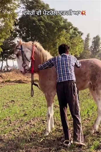 difficult to ride a horse#animals
