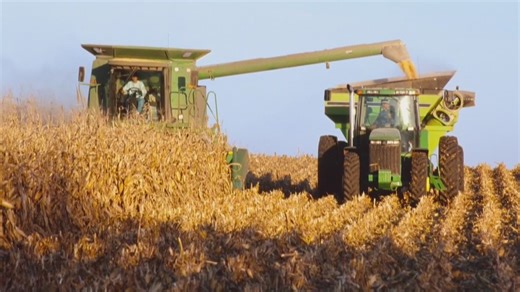 3.4K views · 41 reactions | The United States is headed for a record-breaking corn harvest this year, but the surge in supply is threatening to lower prices at a time when farmers are already feeling the pinch. Stu Swanson, an Iowa farmer and president of the Iowa Corn Growers Association, joins "Morning in America" to discuss this year's historic crop. #Corn #Harvest | NewsNation | Facebook