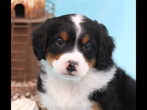 Mini Bernedoodles