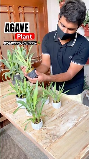 Agave plant is indoor or outdoor🤔? | Complete plant guide❤️🪴#gardeningtips #terracegarden #shorts