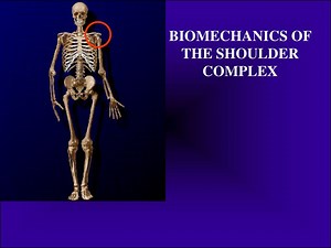 BIOMECHANICS OF THE SHOULDER COMPLEX - SlideServe