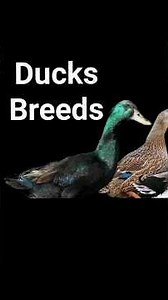 TOP 10 Best Duck Layer Breeds Around The World