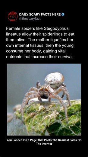 Thescaryfact ™ | In some spider species, such as Stegodyphus lineatus, mothers allow their spiderlings to eat them alive in a process called matriphagy. The... | Instagram