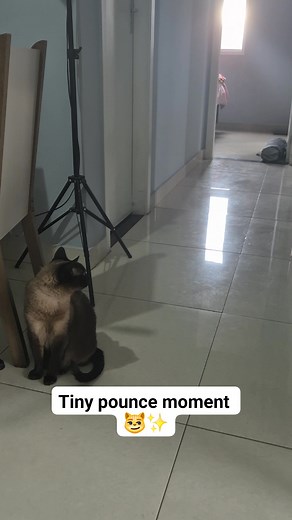 EN: Safira spotting Paçoca heading to the guest room… and getting into her tiny “I might pounce” stance 😼✨ PT: Safira vendo a Paçoca indo pro quarto de hóspedes… e entrando no modo “acho que vou dar um bote” 😂🐾 #OurLittleChaos #FunnyPets #CatTok #PetComedy #DailyChaos | Our Little Chaos