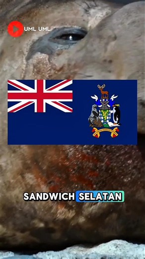 Pulau Georgia dan sandwich selatan, pulau indah yang liar dan terisolasi ‼️#shorts