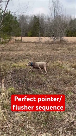 Hunting quail with labs and pointers #hunting #silverlab