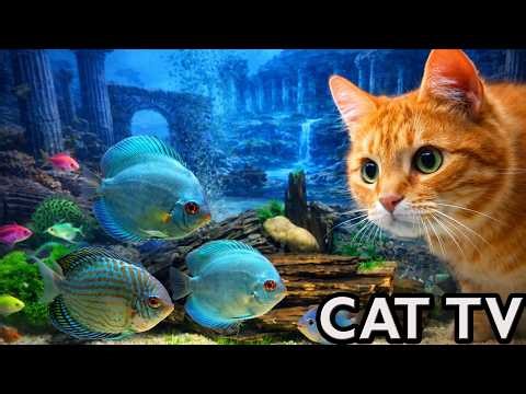 Cat TV 🐱 8 Hours Real Fish for Cats to Watch | Aquarium Fish Tank