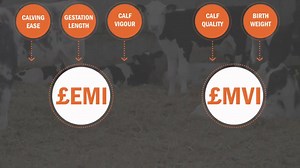 13 reactions | Do you want to maximise the value of your beef cross calves? Make informed breeding decisions and select quality genetics that can add value to your business today. Take a look at the wide range of sires available in our latest catalogue - https://bit.ly/2VPd66g #BeProfitableBeCogent | Cogent Breeding Ltd | Facebook