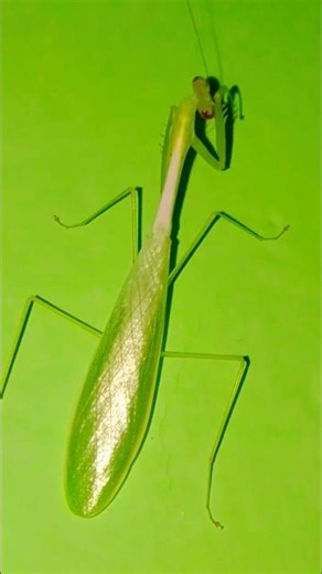 Praying mantis is dancing 🙃