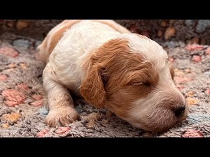 2 Week Old Mini Cockapoos