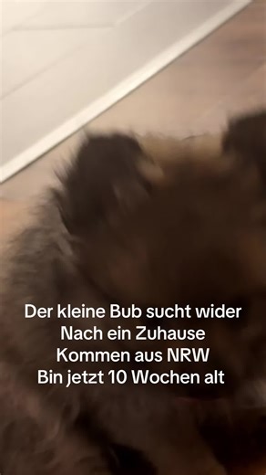 Pomchi Puppy Seeking a Forever Home in NRW