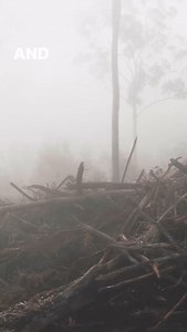 2.3K views · 63 reactions | In the fog-laden fields of Gin Gin, the...