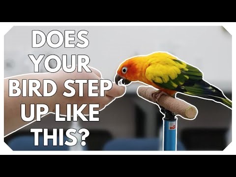 Teaching Birds to Step Up FOOT First Not Beak First | Jasper the Sun Conure