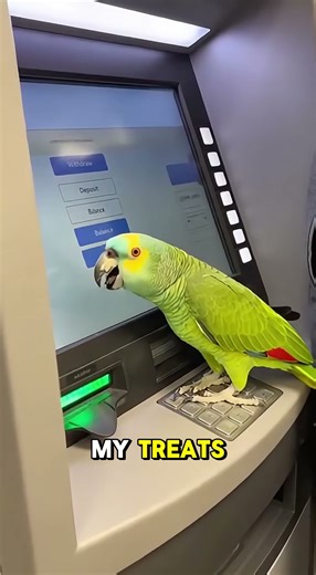 Parrot Panics at the ATM 😂🦜💳 “I Don’t Remember the Password!!