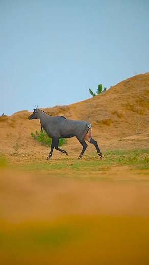 The « blue bull, » or nilgai (Boselaphus tragocamelus), is a majestic and elegant antelope of the Indian plains. This large mammal, with blue-gray fur in males and brown in females, is the largest in India and one of the most recognizable due to its imposing stature and distinctive features. In the natural reserves of India, the nilgai embodies elegance and tranquility. Its graceful movements and noble posture make it an emblematic figure of the arid and semi-arid landscapes where it resides. Th