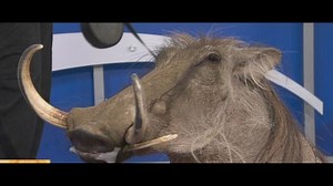 Zoo Day: It's the warthog