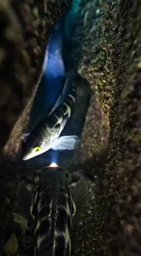 Blenny POV: Life Inside the Reef Crevices