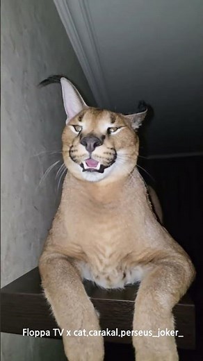 Floppa Perseus Hissing in Slow Motion #caracal