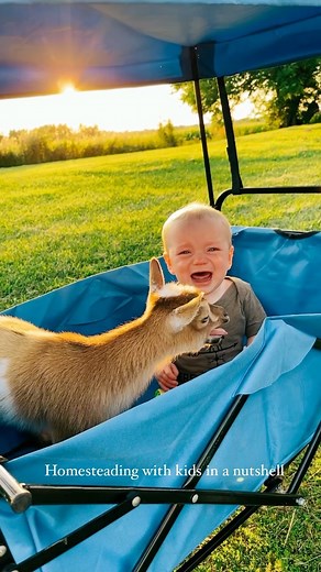 Colleen on Instagram: "Homesteading mamas - if evening chores look something like this for you, then that’s okay. I’ve been on solo morning + evening farm chores for the past few weeks as Ben recovers from surgery, and I’ve been attempting to get into a new routine that flows seamlessly into our evening family routine. I think this is evidence that I’m still working out the kinks 🤪 If you’re in a hard season of homesteading + motherhood, then I hear you mama … and I’m sending virtual wine"