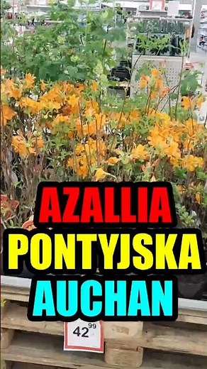 Azalia pontyjska w auchan różaneczniki rododendrony rośliny na rabatę #rośliny #ogród #azalia