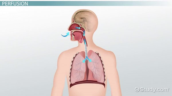 Perfusion | Definition & Treatment