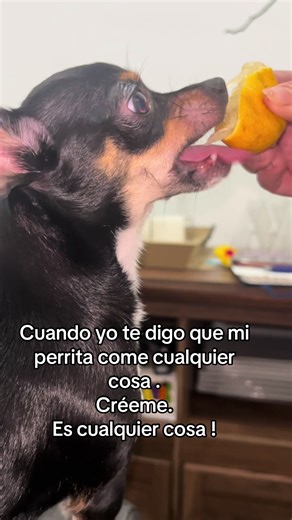 Mi perrita comiendo limón ! #perrita #limon #chiuahua #comer#citrico