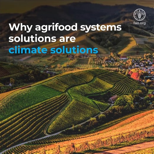 🌾 Sustainable agrifood systems can help us achieve the world’s climate goals while safeguarding biodiversity and ensuring #FoodSecurity for all. ⏩ Watch to learn why agrifood systems are climate solutions. #ClimateAction | Food and Agriculture Organization of the United Nations (FAO)