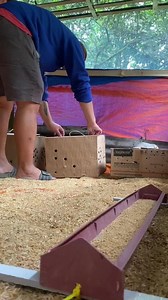 #fyp #wpc #pitmaster #gamefarm #livestock #farmlife