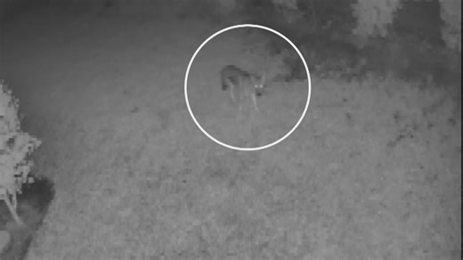 Neighbors sound alarm after coyotes spotted in Coconut Creek