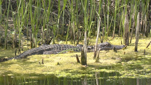 SC wildlife experts warn against feeding alligators as spring temperatures bring them out